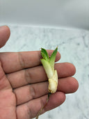 Agave titanota 大白鯊子株①(Lize血統) 抜き苗発送