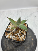 Agave 激怒之舞(No.19)子株②(Lize血統) 抜き苗発送