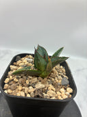 Agave ホリササ(No.44)子株②(Lize血統) 抜き苗発送