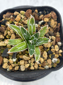 Agave 姫笹之雪子株　抜き苗発送