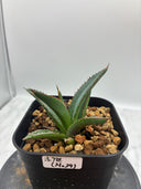 Agave ホリササ(No.39)子株③(Lize血統) 抜き苗発送