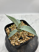 Agave 瀧之白絲x血雨雷神子株　(Lize血統) 抜き苗発送