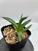 Agave ホリササ(No.24)子株(Lize血統) 抜き苗発送