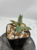 Agave 激怒之舞(No.19)子株②(Lize血統) 抜き苗発送
