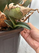 Agave titanota ロブスター子株②(Lize血統）抜き苗発送