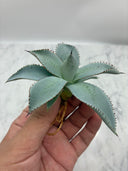 Agave 甲蟹x屈原(No.28)子株①(Lize血統) ベアルート発送