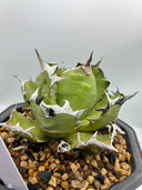 Agave titanota 姫厳龍親株(Lize産) 抜き苗発送