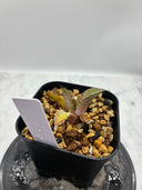 Agave titanota 姫厳龍子株(Lize産) 抜き苗発送