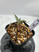 Agave titanota 烈焔子株②(Lize産) 抜き苗発送