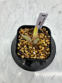 Agave titanota 姫厳龍子株(Lize産) 抜き苗発送