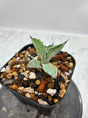 Agave 激怒之舞(No.？)子株⑦(Lize血統) 抜き苗発送