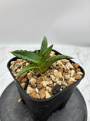 Agave ホリササ(No.20)子株④(Lize血統) 抜き苗発送