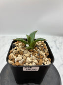 Agave ホリササ(No.20)子株④(Lize血統) 抜き苗発送