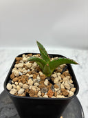 Agave ホリササ(No.20)子株④(Lize血統) 抜き苗発送