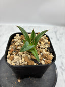 Agave ホリササ(No.20)子株④(Lize血統) 抜き苗発送