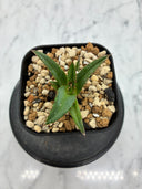 Agave ホリササ(No.20)子株④(Lize血統) 抜き苗発送