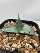 甲蟹x屈原（No.42) Lize血統 第二世代　抜き苗発送