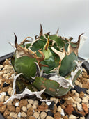 Agave titanota 白鯨(Lize産) 抜き苗発送
