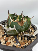 Agave titanota 白鯨(Lize産) 抜き苗発送