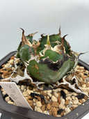 Agave titanota 白鯨(Lize産) 抜き苗発送
