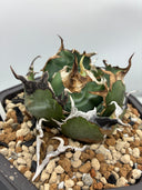 Agave titanota 白鯨(Lize産) 抜き苗発送
