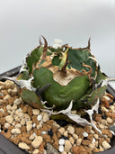 Agave titanota 白鯨(Lize産) 抜き苗発送