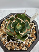 Agave titanota 白鯨(Lize産) 抜き苗発送
