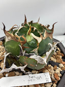Agave titanota 白鯨(Lize産) 抜き苗発送