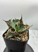 Agave titanota シーザー(Lize血統)　抜き苗発送
