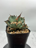 Agave titanota シーザー(Lize血統)　抜き苗発送