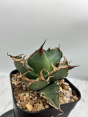 Agave titanota シーザー(Lize血統)　抜き苗発送