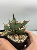Agave titanota シーザー(Lize血統)　抜き苗発送