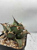 Agave titanota シーザー(Lize血統)　抜き苗発送