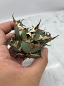 Agave titanota シーザー子株②(Lize血統)　抜き苗発送