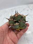 Agave titanota シーザー子株②(Lize血統)　抜き苗発送