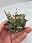Agave titanota シーザー子株②(Lize血統)　抜き苗発送