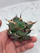 Agave titanota シーザー子株②(Lize血統)　抜き苗発送
