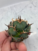 Agave titanota シーザー子株②(Lize血統)　抜き苗発送