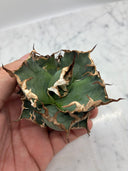 Agave titanota シーザー子株②(Lize血統)　抜き苗発送
