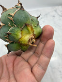 Agave titanota シーザー子株②(Lize血統)　抜き苗発送