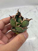 Agave titanota シーザー子株③(Lize血統)　抜き苗発送