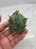 Agave titanota シーザー子株③(Lize血統)　抜き苗発送