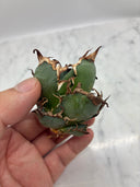Agave titanota シーザー子株③(Lize血統)　抜き苗発送