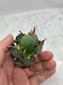 Agave titanota シーザー子株③(Lize血統)　抜き苗発送