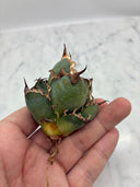 Agave titanota シーザー子株③(Lize血統)　抜き苗発送