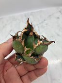 Agave titanota シーザー子株③(Lize血統)　抜き苗発送