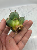 Agave titanota シーザー子株③(Lize血統)　抜き苗発送
