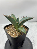 Agave titanota 黒鯨(Lize血統) 抜き苗発送