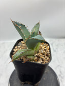 Agave titanota 黒鯨(Lize血統) 抜き苗発送