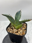 Agave titanota 黒鯨(Lize血統) 抜き苗発送